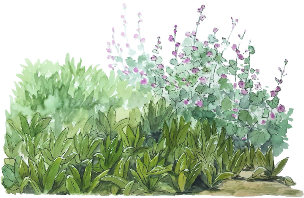 chicorée mauve tisane tisanes et baumes aux plantes médicinales cultivées en Bretagne à Kergrist à la ferme Un jardin sauvage par Sacha