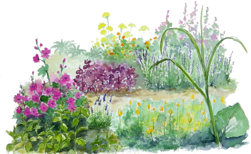 basilic mauve tisane tisanes et baumes aux plantes médicinales cultivées en Bretagne à Kergrist à la ferme Un jardin sauvage par Sacha
