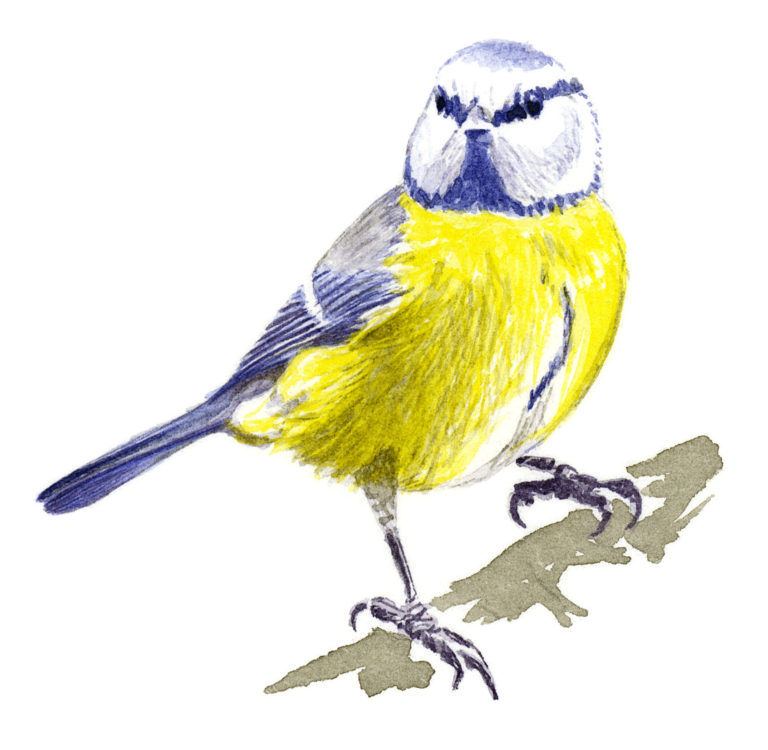 biodiversité mésange bleue oiseau tisane tisanes et baumes aux plantes médicinales cultivées en Bretagne à Kergrist à la ferme Un jardin sauvage par Sacha