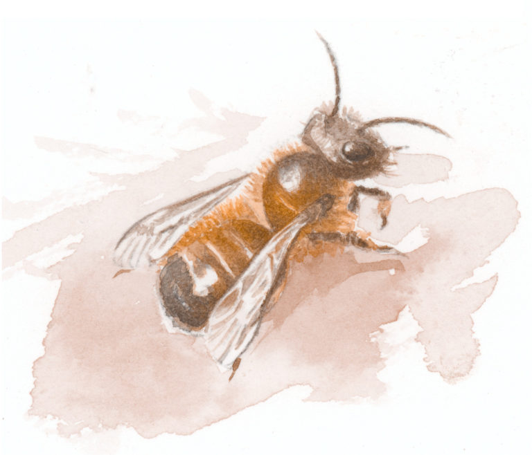 biodiversité abeilles osmie rousse tisane tisanes et baumes aux plantes médicinales cultivées en Bretagne à Kergrist à la ferme Un jardin sauvage par Sacha