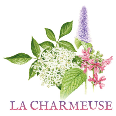 agastache anisée sureau mauve tisane tisanes et baumes aux plantes médicinales cultivées en Bretagne à Kergrist à la ferme Un jardin sauvage par Sacha