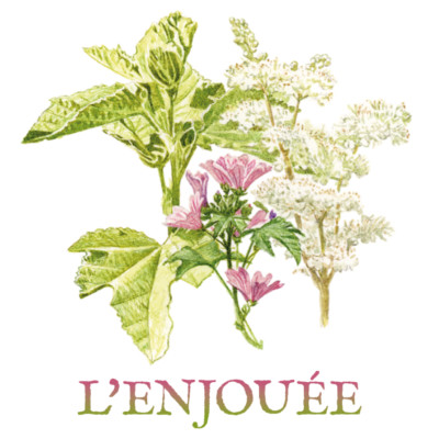 guimauve mauve reine des prés tisane tisanes et baumes aux plantes médicinales cultivées en Bretagne à Kergrist à la ferme Un jardin sauvage par Sacha rhumatisme douleur articulaire goutte diurétique régime amincissant maigrir anti-inflammatoire inflammation