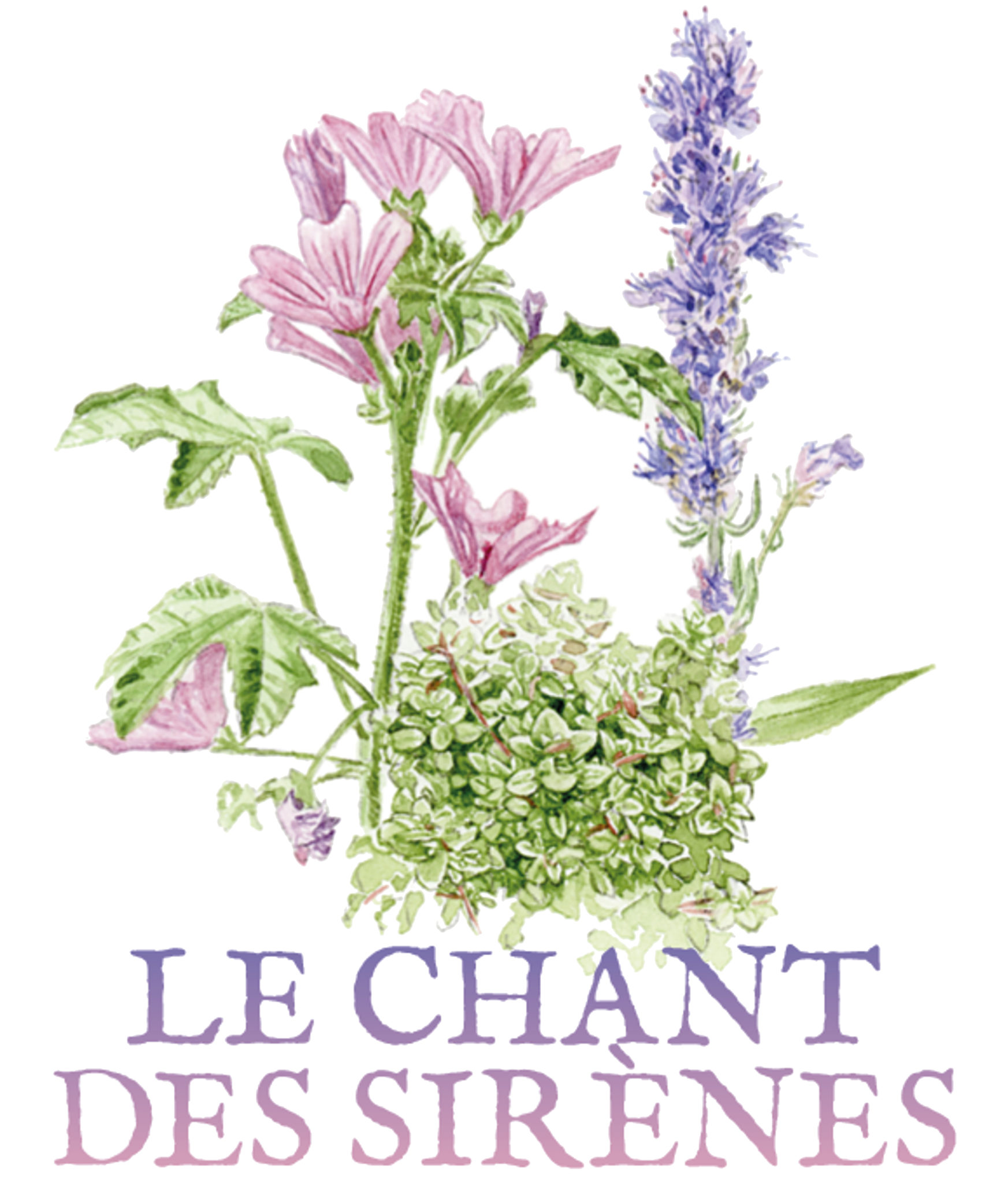 mauve thym citron hysope marjolaine guimauve tisane tisanes et baumes aux plantes médicinales cultivées en Bretagne à Kergrist à la ferme Un jardin sauvage par Sacha bronchite rhinite pharyngite laryngite rhume mal de gorge anti-inflammatoire inflammation