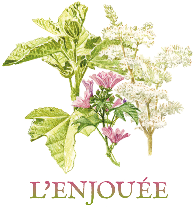 guimauve mauve reine des prés tisane tisanes et baumes aux plantes médicinales cultivées en Bretagne à Kergrist à la ferme Un jardin sauvage par Sacha rhumatisme douleur articulaire goutte diurétique régime amincissant maigrir anti-inflammatoire inflammation