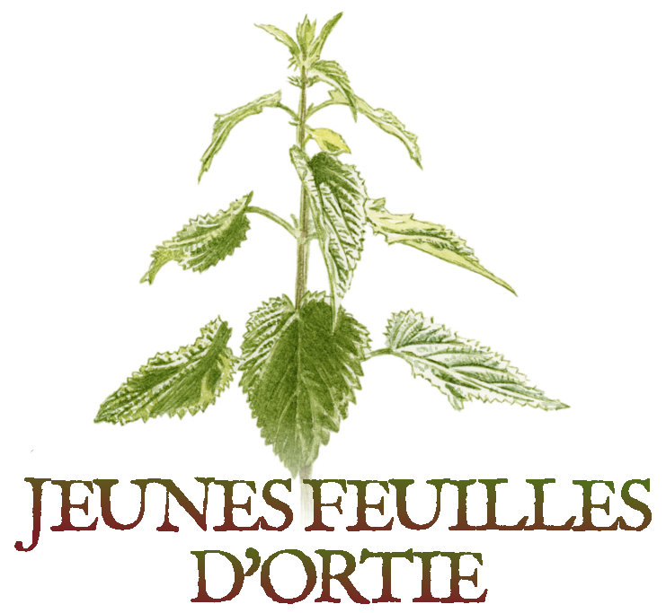 ortie Tisanes et baumes aux plantes médicinales cultivées en Bretagne à Kergrist à la ferme Un jardin sauvage par Sacha