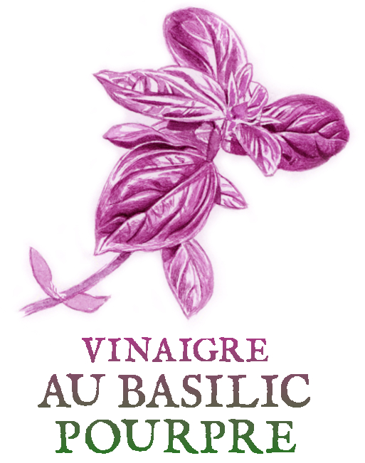 vinaigre de cidre au basilic pourpre Tisanes et baumes aux plantes médicinales cultivées en Bretagne à Kergrist à la ferme Un jardin sauvage par Sacha