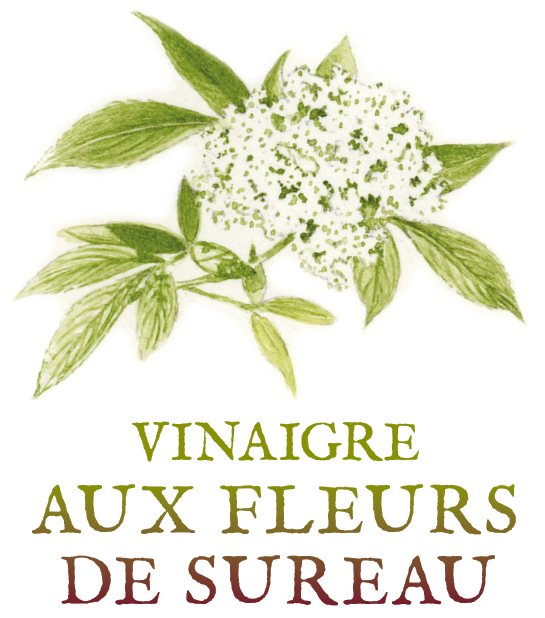 vinaigre de cidre aux fleurs de sureau Tisanes et baumes aux plantes médicinales cultivées en Bretagne à Kergrist à la ferme Un jardin sauvage par Sacha