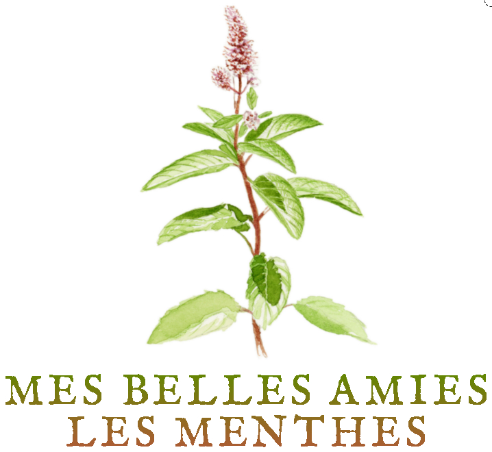 menthe verte menthe poivrée Tisanes et baumes aux plantes médicinales cultivées en Bretagne à Kergrist à la ferme Un jardin sauvage par Sacha