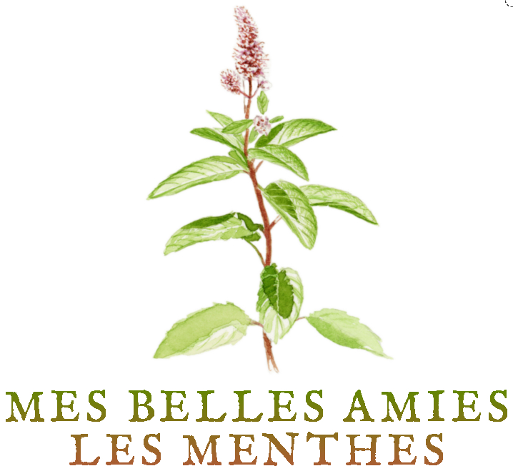 tisane digestive tisanes digestives aérophagie flatulence digestion difficile lente douloureuse ballonnements gaz troubles gastro-intestinaux crampes intestinales menthe verte menthe poivrée baumes aux plantes médicinales cultivées en Bretagne à Kergrist à la ferme Un jardin sauvage par Sacha