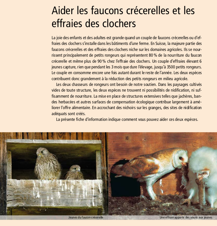 biodiversité nichoir oiseaux chouette hulotte faucon crécerelle tisane tisanes et baumes aux plantes médicinales cultivées en Bretagne à Kergrist à la ferme Un jardin sauvage par Sacha