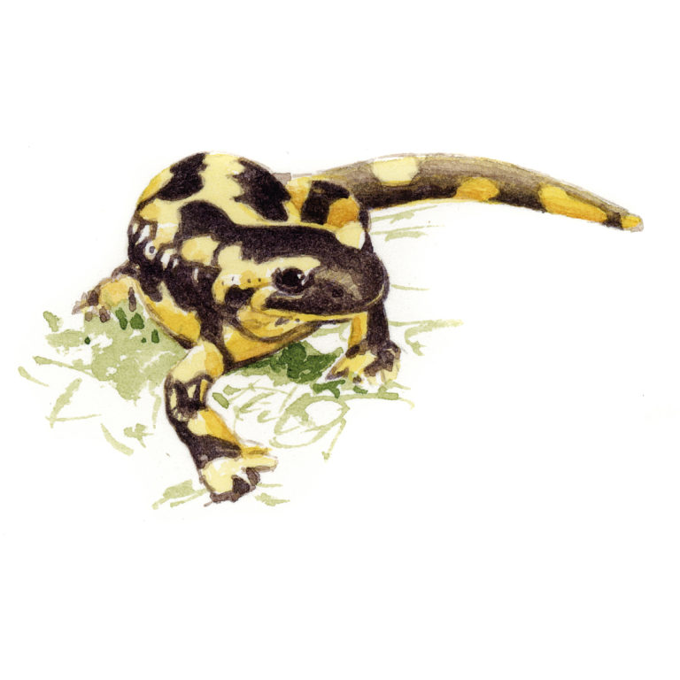 salamandre biodiversité tisane tisanes et baumes aux plantes médicinales cultivées en Bretagne à Kergrist à la ferme Un jardin sauvage par Sacha